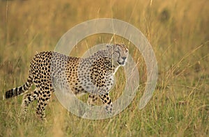 Portrait of a Cheetah in the mid of tall grasses at Masai Mara