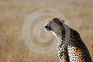 Portrait of a cheetah in Serengeti