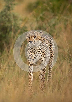 Portrait of a Cheetah walking in the mid of tall grasses of Masai Mara