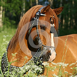 Portrait of chestnut arabian horse with perfect harness