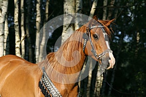 Portrait of chestnut arabian stallion with perfect harness