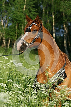 Portrait of chestnut arabian stallion with perfect harness