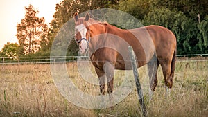 Portrait of chestnut or brown horse with long mane in field against sunset sky, horizontal