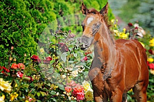 Portrait of chestnut foal