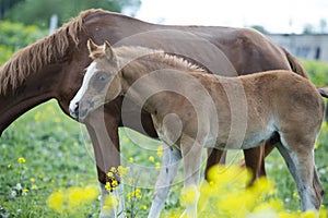 Portrait of  chestnut foal walking  in yellow flowers  blossom paddock with mom