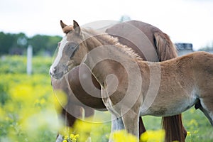 Portrait of  chestnut foal walking  in yellow flowers  blossom paddock with mom