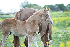 Portrait of  chestnut foal walking  in yellow flowers  blossom paddock with mom