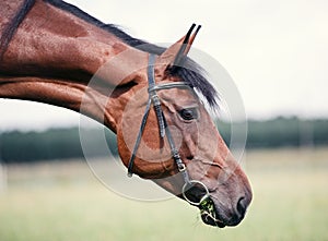 Portrait of chestnut horse