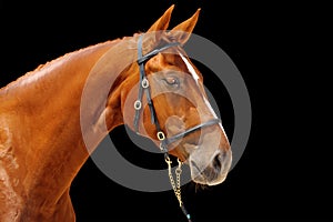 Portrait of chestnut horse,