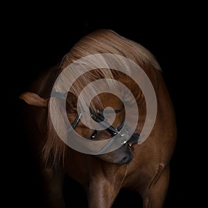 Portrait of a chestnut horse with the bridle