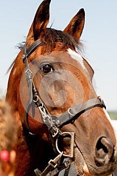 Portrait of the Chestnut horse in bridle