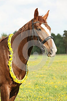 Portrait of chestnut horse with dandelion circlet