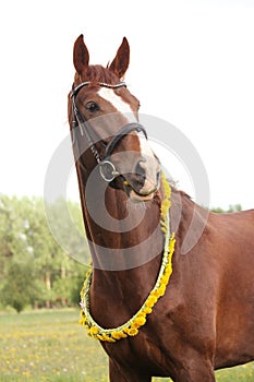 Portrait of chestnut horse with dandelion circlet