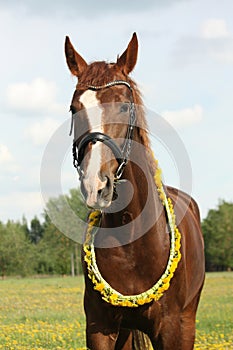 Portrait of chestnut horse with dandelion circlet