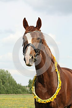 Portrait of chestnut horse with dandelion circlet