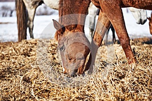 Portrait of a chestnut horse eating straw in the herd on a sunny winter day