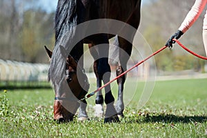 Portrait of chestnut horse grazing on green grassland