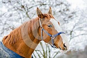 Portrait of chestnut horse with white stripe