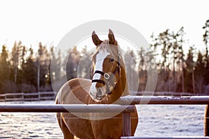 Portrait of chestnut horse in winter sunset