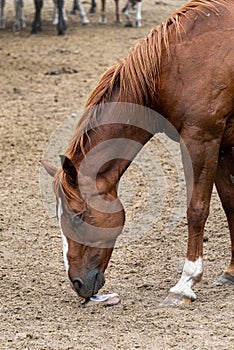 Portrait of a chestnut horse working a salt lick in a dirt corral