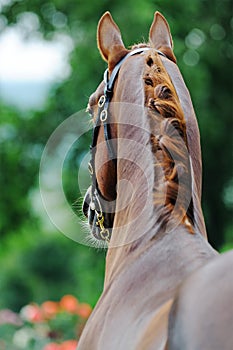 Portrait of chestnut stallion with braided mane