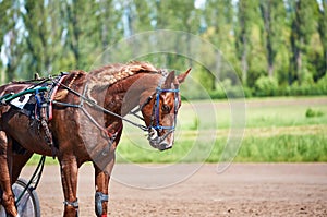 Portrait of chestnut trotter horse in motion on hippodrome