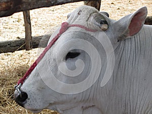 Portrait of the Chianina, one of the oldest italian breed of cattle