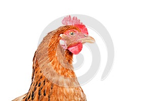 Portrait of a chicken, side view