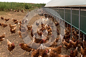 Portrait of chicken in a typical free range poultry organic farm