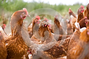 Portrait of chicken in a typical free range poultry organic farm