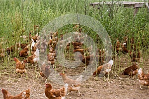 Portrait of chicken in a typical free range poultry organic farm photo