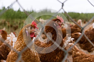 Portrait of chicken in a typical free range poultry organic farm