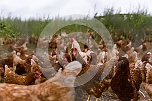 Portrait of chicken in a typical free range poultry organic farm