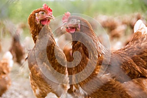 Portrait of chicken in a typical free range poultry organic farm