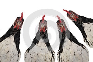 portrait chickens lakenfelder isolated on white background