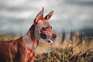 A portrait of Chihuahua Dog