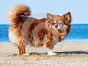 Portrait of a Chihuahua Longhair