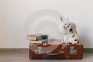 Portrait of chihuahua male puppy yawning with mouth wide open. Little white lovely dog lying on retro suitcase with emotional sad