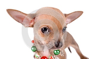 Portrait chihuahua puppy on white background