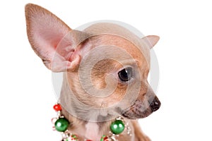 Portrait chihuahua puppy on white background