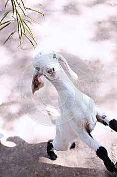 Portrait of child goat is eating grass