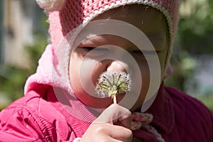 Portrait of child of two years old smelling dandelion and wrinkling nose in summer park