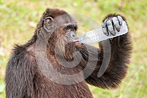 Portrait Chimpanzee drinking water in plastic bottle on a hot da
