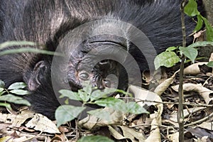 Portrait of chimpanzee on ground in Kibale National Park, Ugand