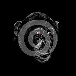 Portrait of a chimpanzee head on a black background