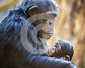 Portrait of a chimpanzee mother feeding her baby