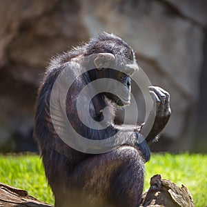 Portrait of a chimpanzee photo