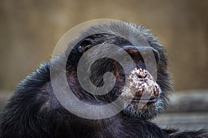 portrait of a chimpanzee in zoopark