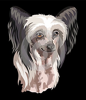 Portrait of Chinese Crested dog close up vector illustration
