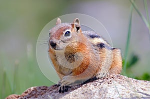 Portrait of chipmunk